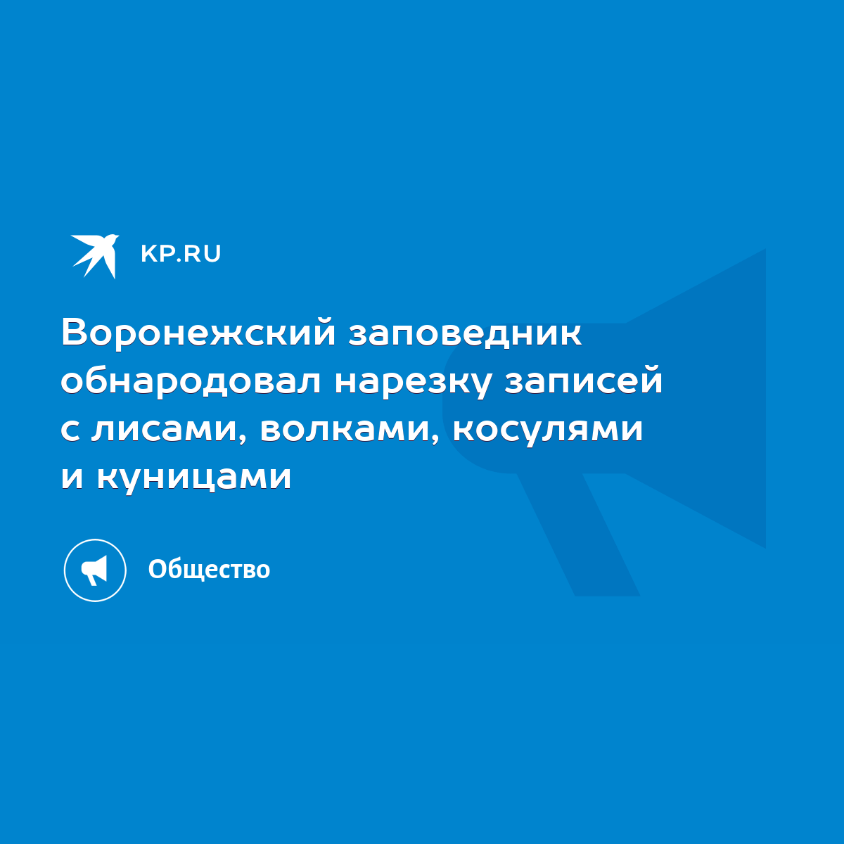 Воронежский заповедник обнародовал нарезку записей с лисами, волками,  косулями и куницами - KP.RU