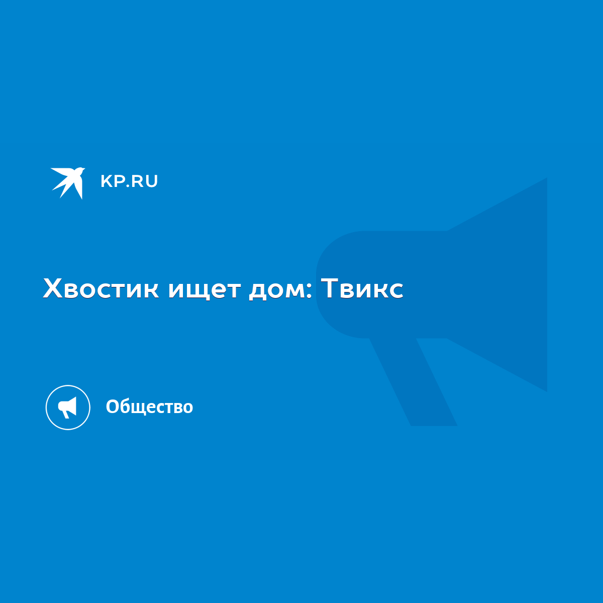 Хвостик ищет дом: Твикс - KP.RU