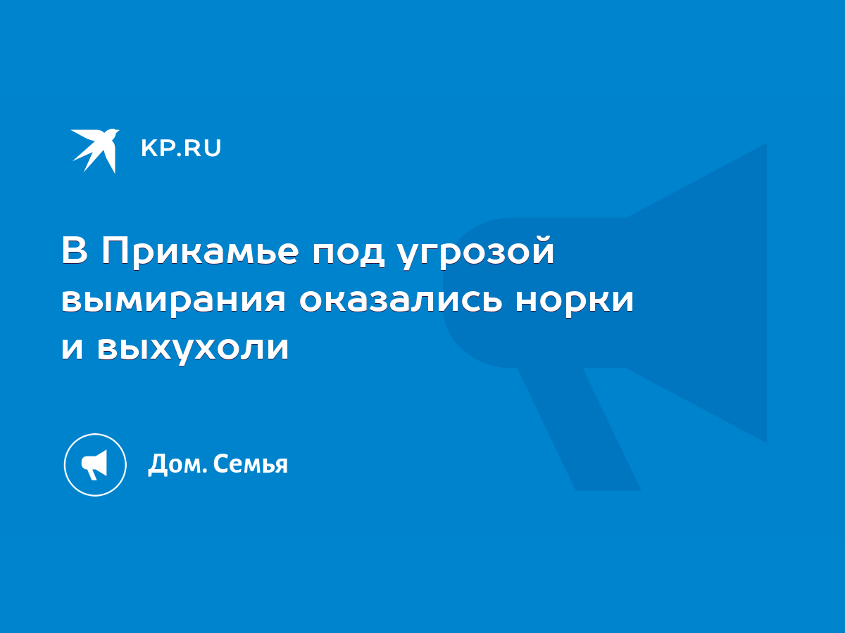 В Прикамье под угрозой вымирания оказались норки и выхухоли - KP.RU