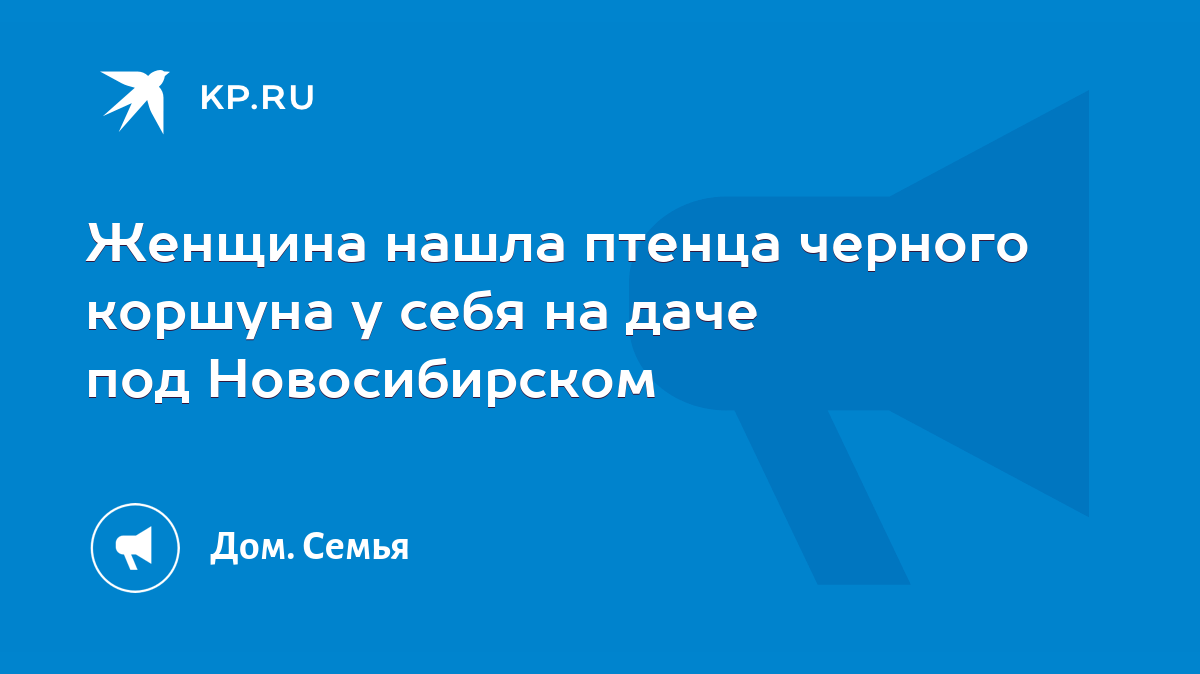 Женщина нашла птенца черного коршуна у себя на даче под Новосибирском -  KP.RU