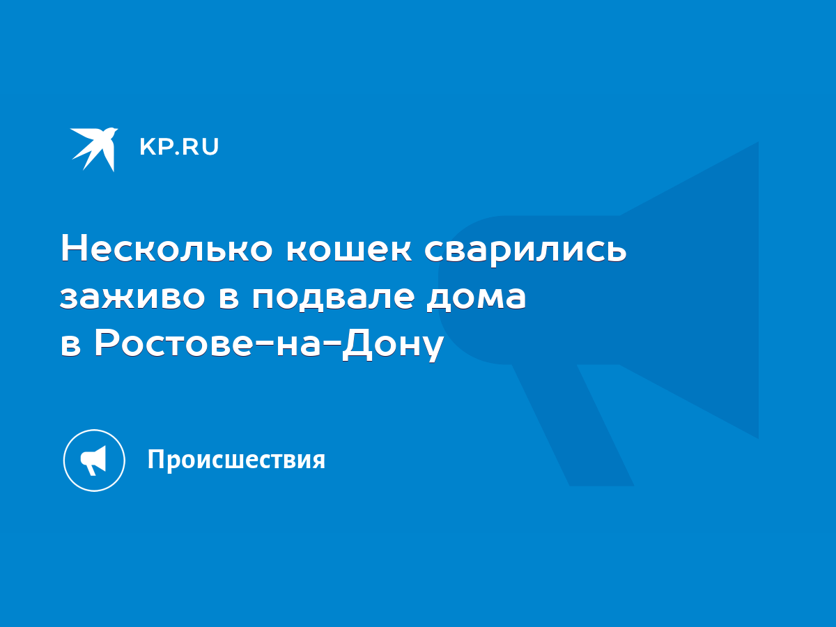 Несколько кошек сварились заживо в подвале дома в Ростове-на-Дону - KP.RU