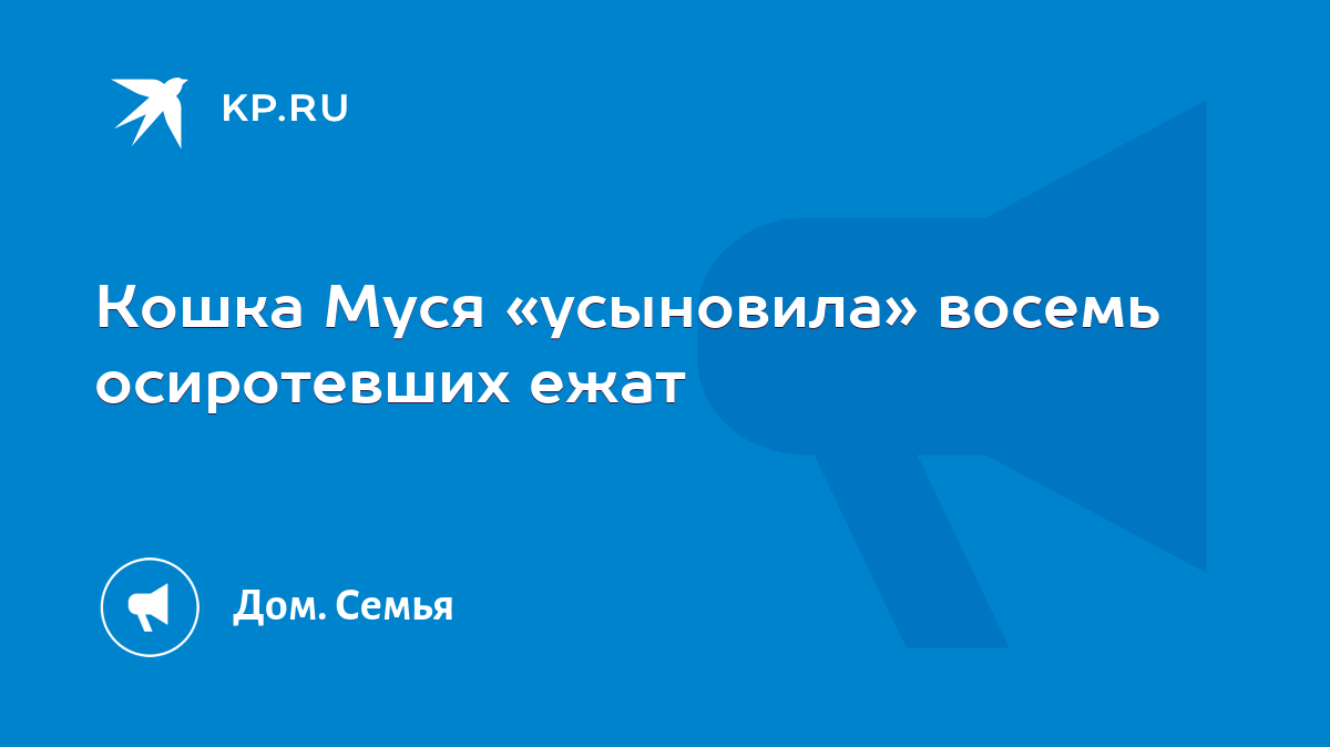 Кошка Муся «усыновила» восемь осиротевших ежат - KP.RU