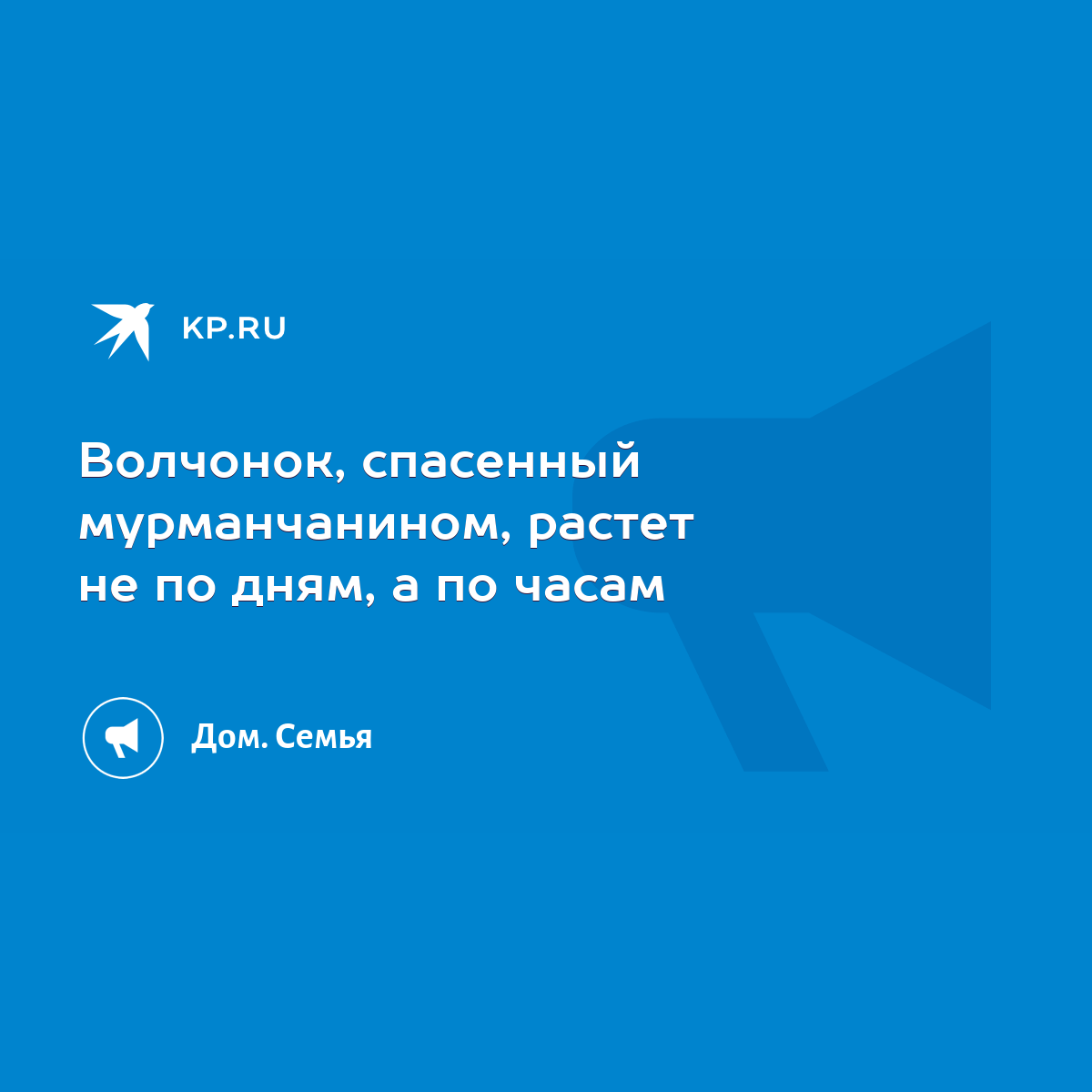 Волчонок, спасенный мурманчанином, растет не по дням, а по часам - KP.RU