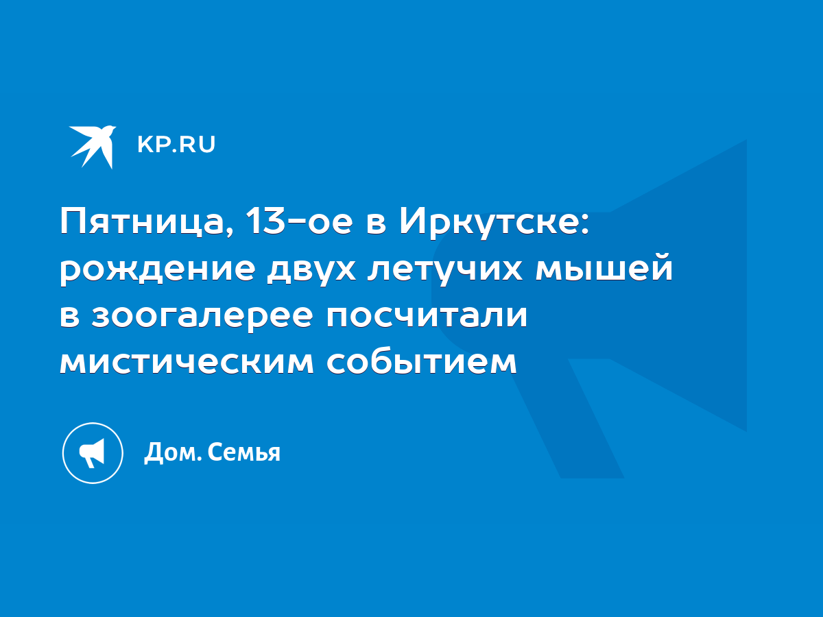 Пятница, 13-ое в Иркутске: рождение двух летучих мышей в зоогалерее  посчитали мистическим событием - KP.RU