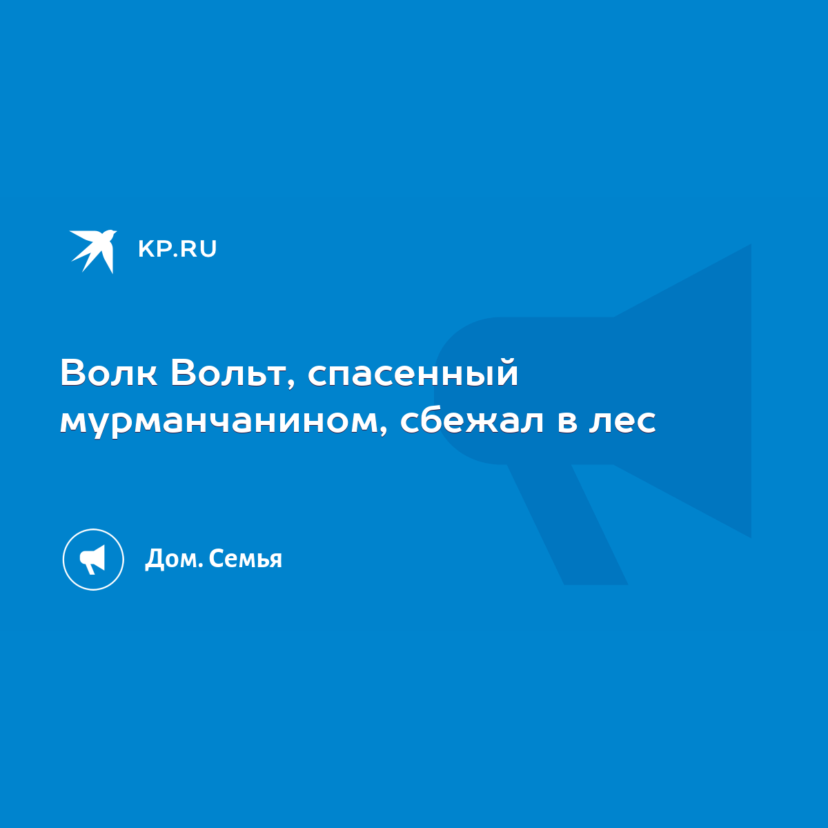 Волк Вольт, спасенный мурманчанином, сбежал в лес - KP.RU