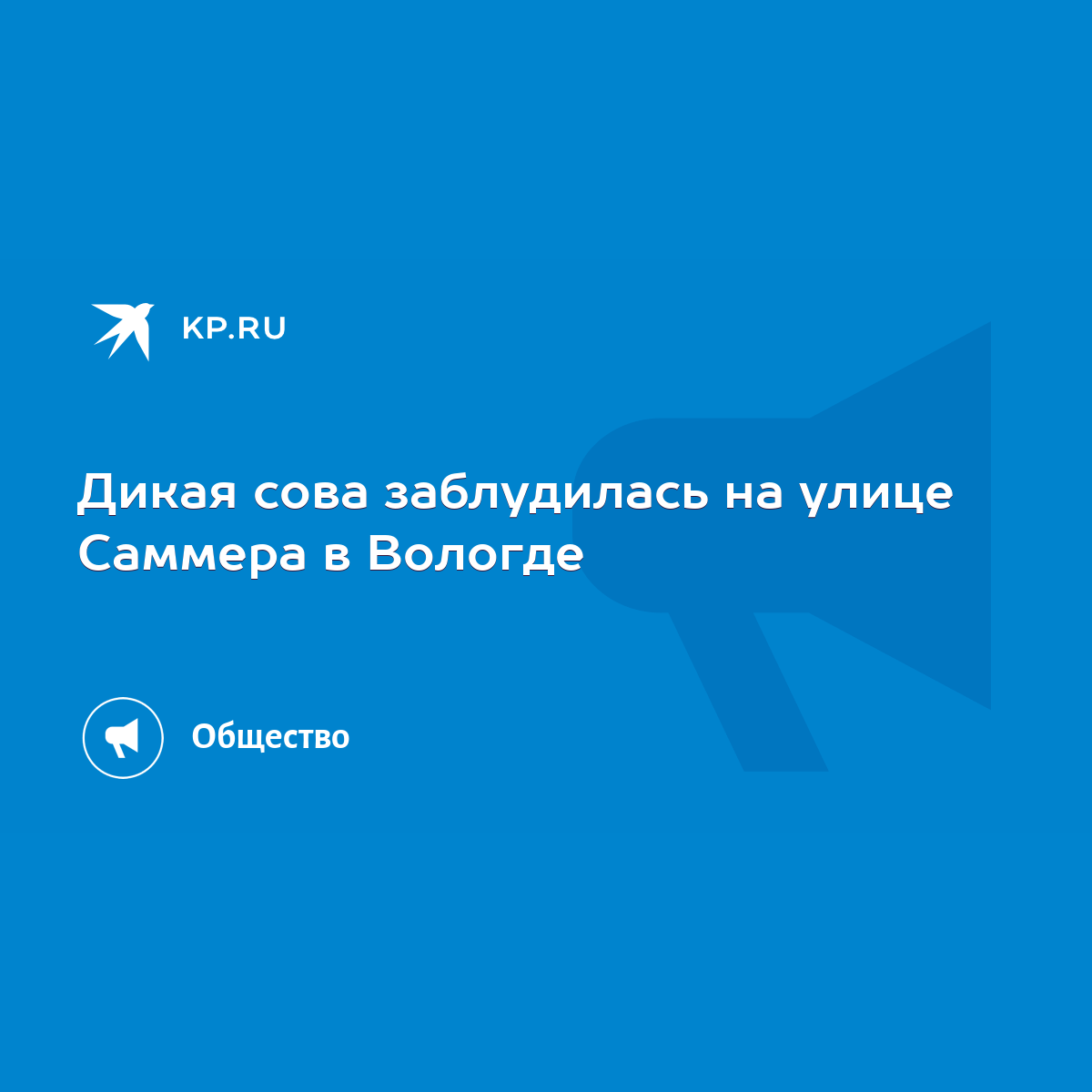 Дикая сова заблудилась на улице Саммера в Вологде - KP.RU