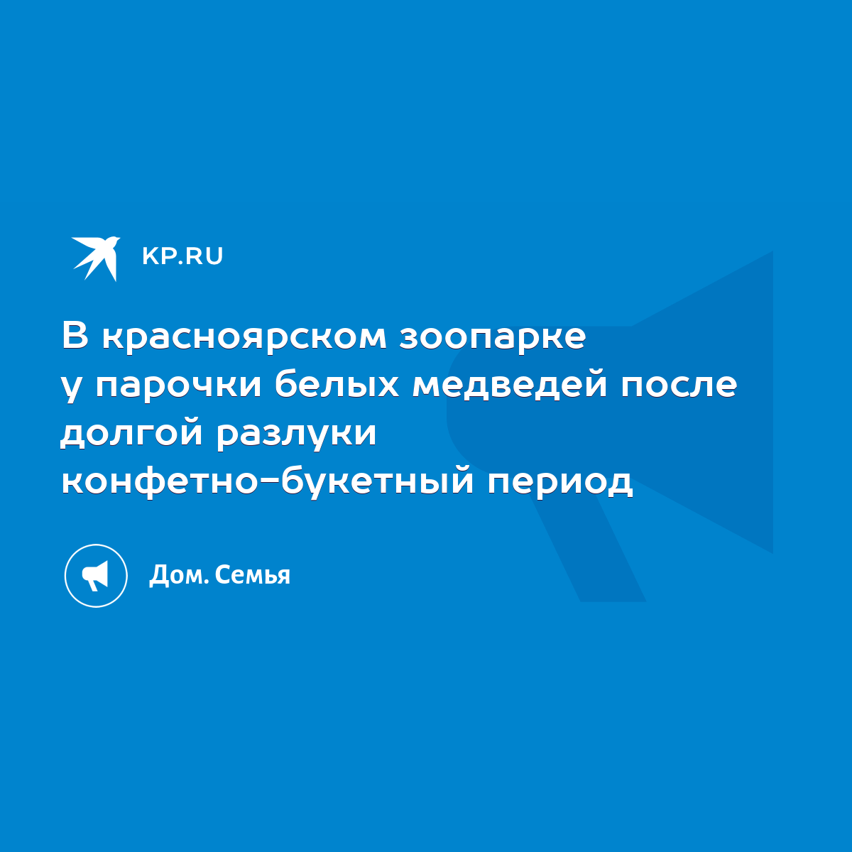 В красноярском зоопарке у парочки белых медведей после долгой разлуки  конфетно-букетный период - KP.RU