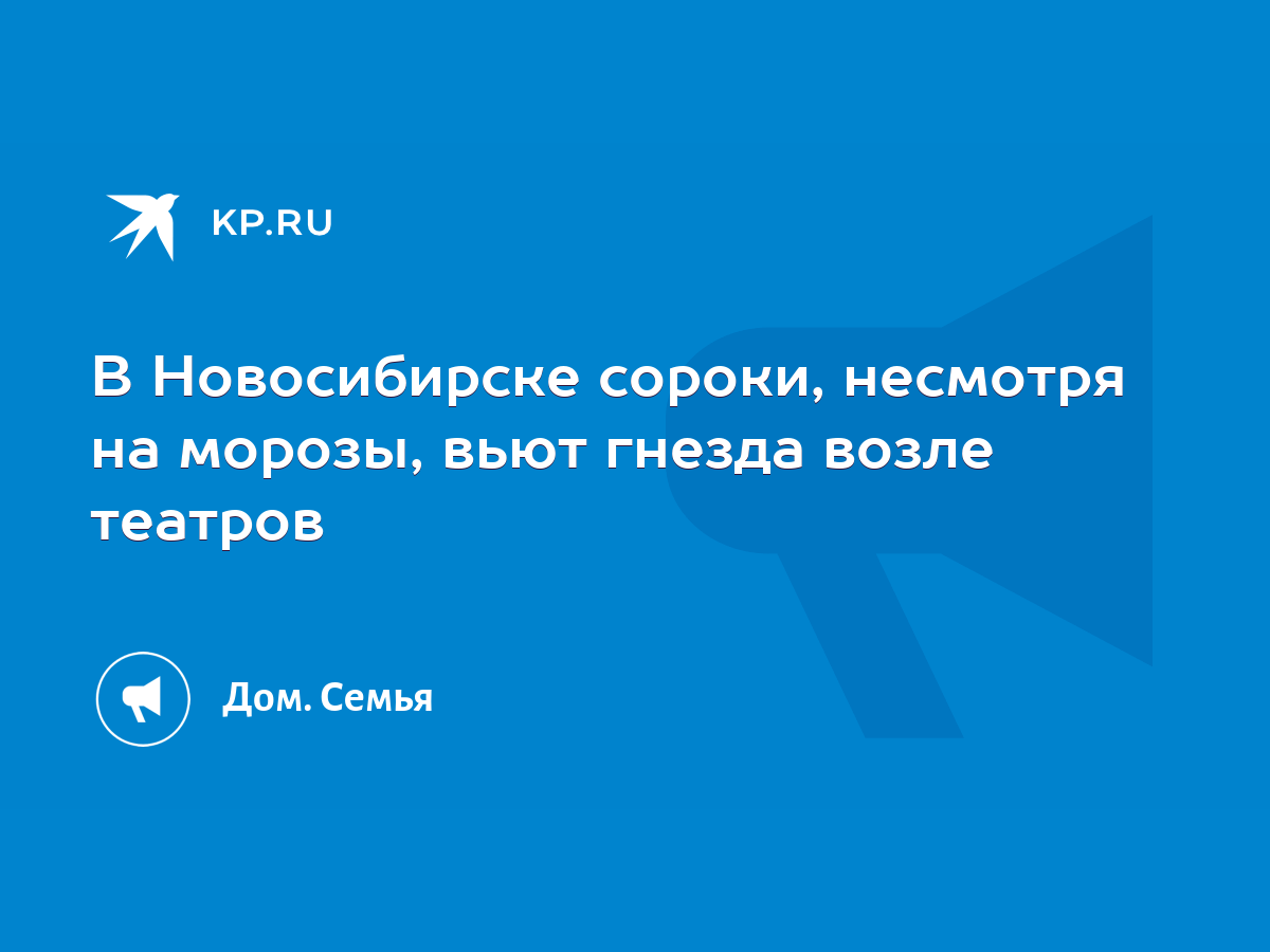 В Новосибирске сороки, несмотря на морозы, вьют гнезда возле театров - KP.RU