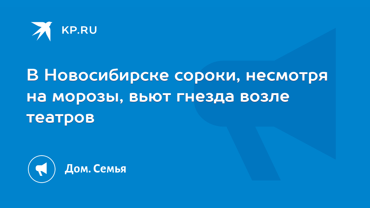 В Новосибирске сороки, несмотря на морозы, вьют гнезда возле театров - KP.RU