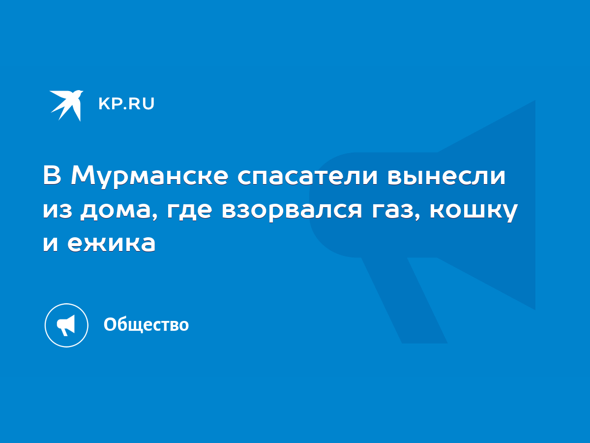 В Мурманске спасатели вынесли из дома, где взорвался газ, кошку и ежика -  KP.RU