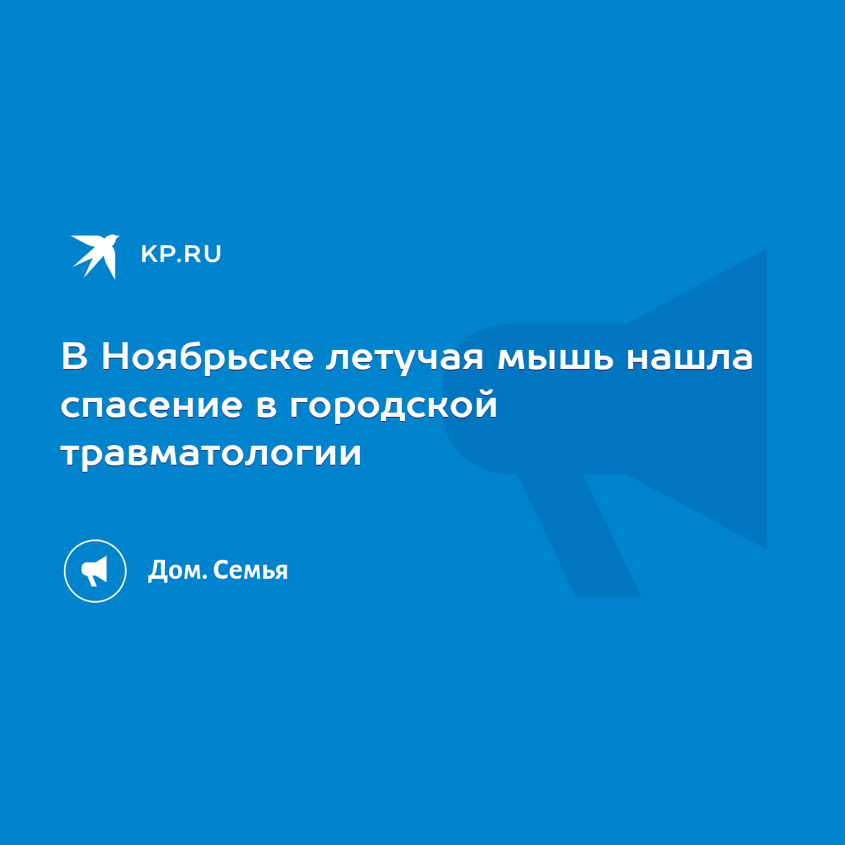 В Ноябрьске летучая мышь нашла спасение в городской травматологии - KP.RU