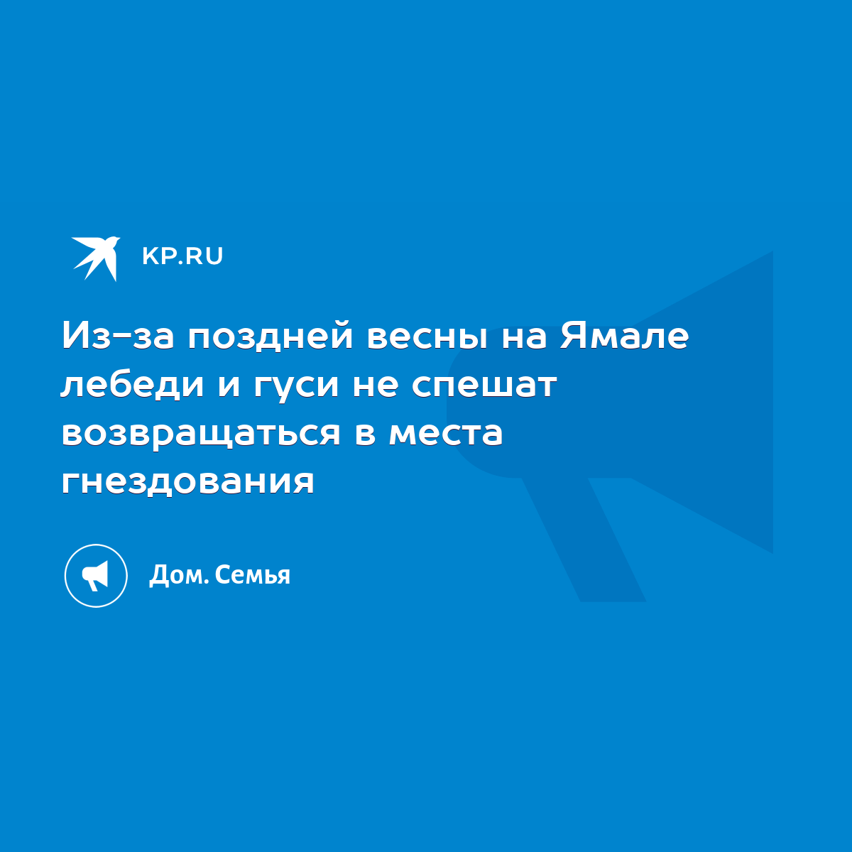 Из-за поздней весны на Ямале лебеди и гуси не спешат возвращаться в места  гнездования - KP.RU