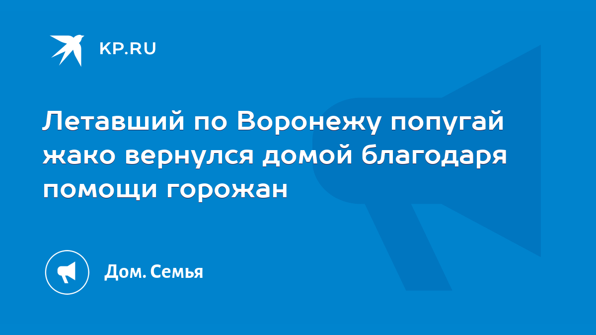 Летавший по Воронежу попугай жако вернулся домой благодаря помощи горожан -  KP.RU