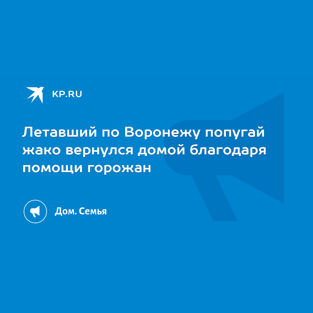 Летавший по Воронежу попугай жако вернулся домой благодаря помощи горожан -  KP.RU