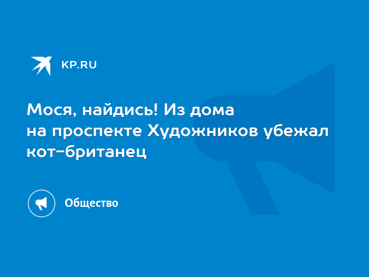 Мося, найдись! Из дома на проспекте Художников убежал кот-британец - KP.RU