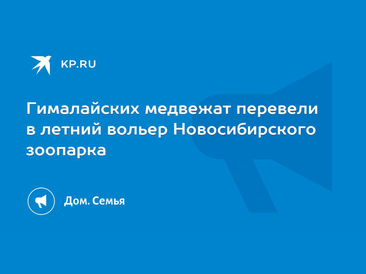 Гималайских медвежат перевели в летний вольер Новосибирского зоопарка -  KP.RU