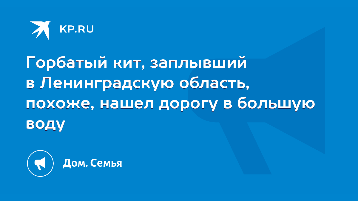 Горбатый кит, заплывший в Ленинградскую область, похоже, нашел дорогу в  большую воду - KP.RU