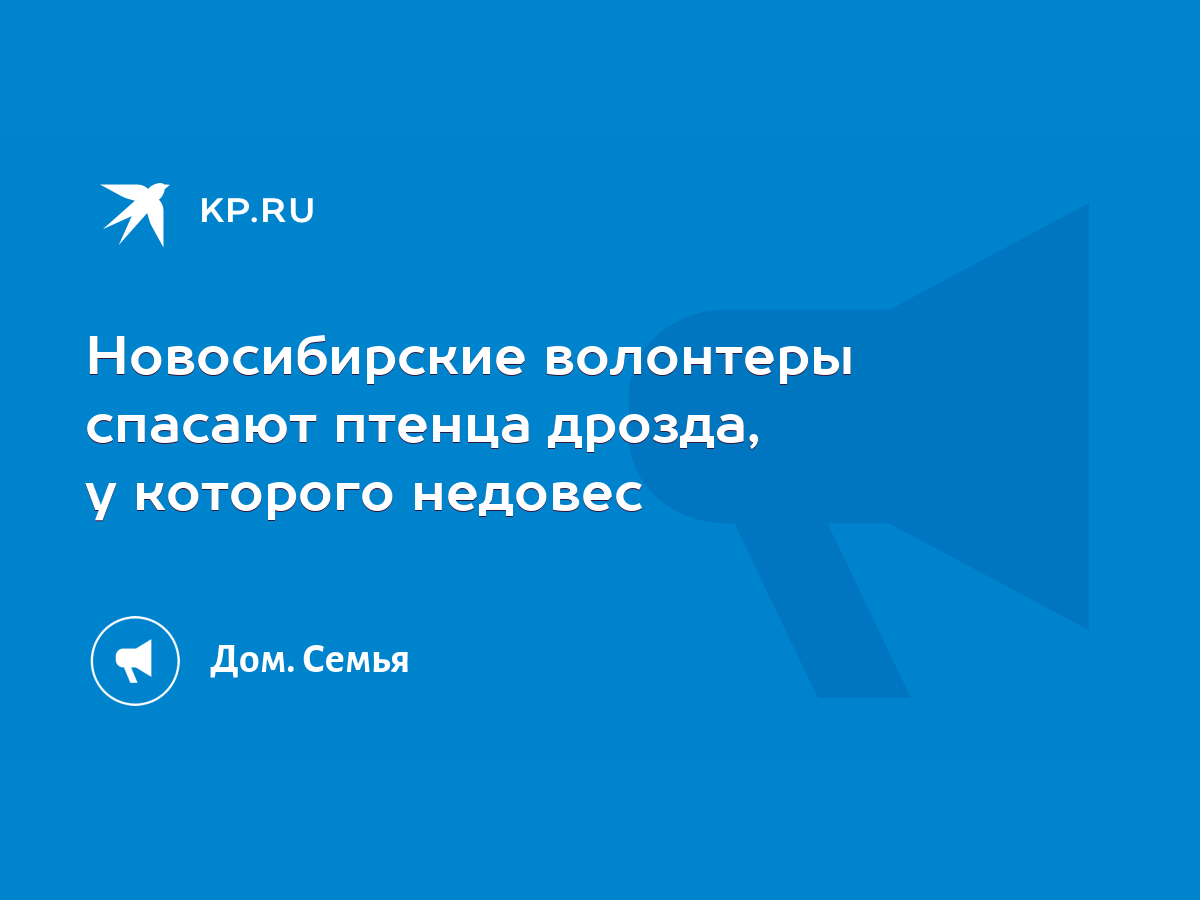 Новосибирские волонтеры спасают птенца дрозда, у которого недовес - KP.RU