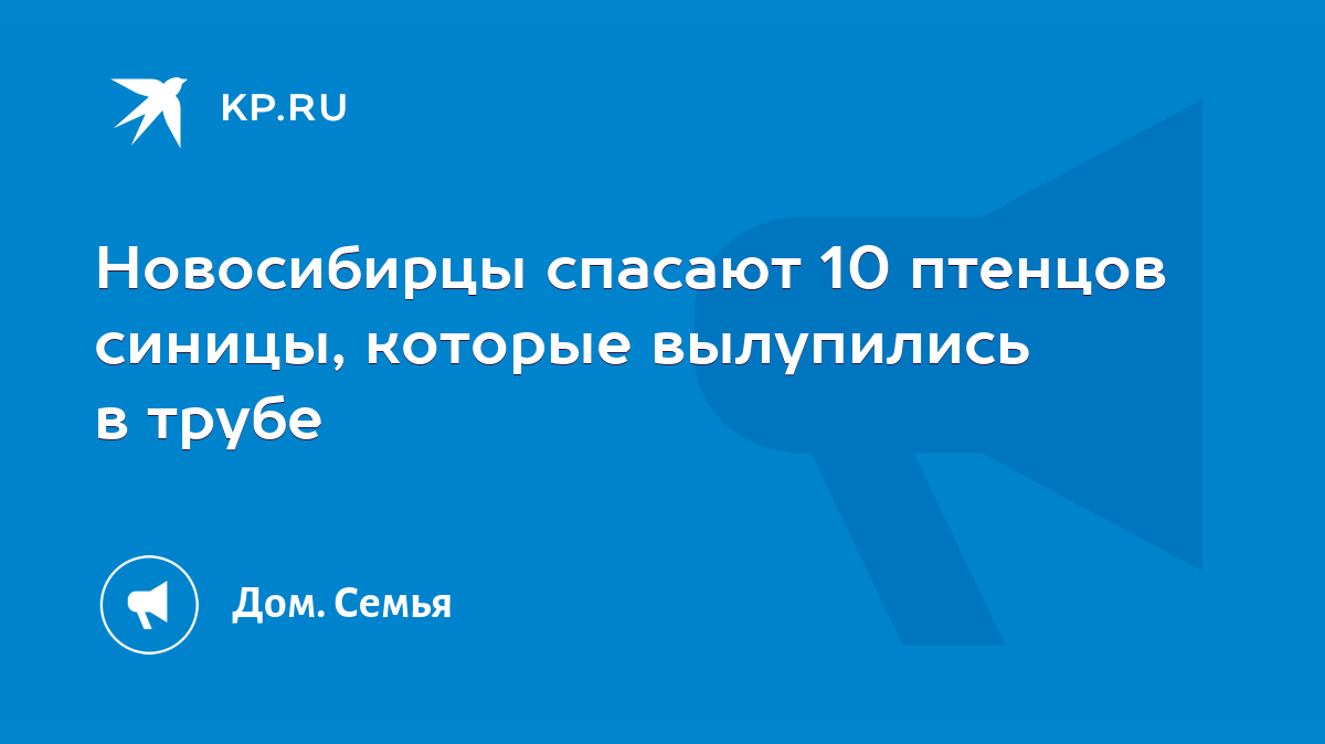 Новосибирцы спасают 10 птенцов синицы, которые вылупились в трубе - KP.RU