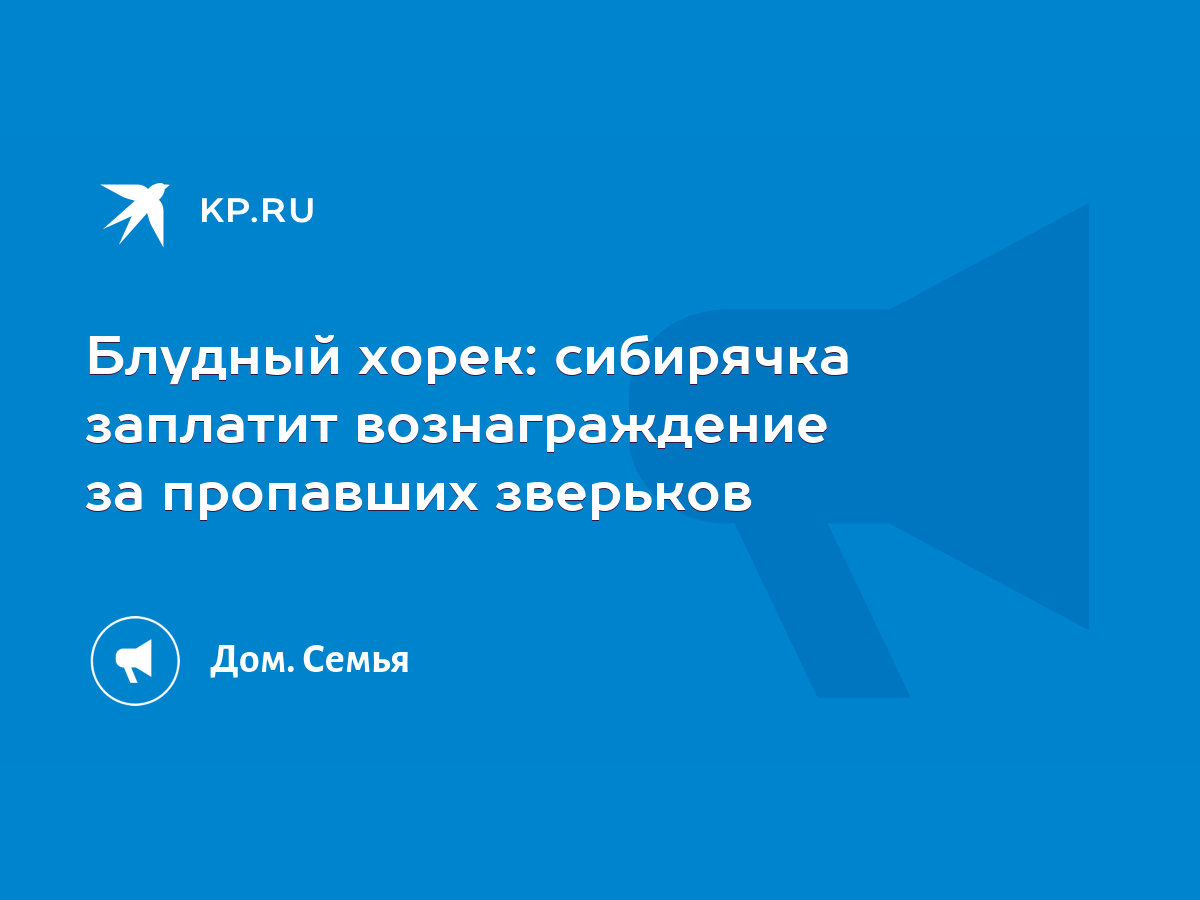 Блудный хорек: сибирячка заплатит вознаграждение за пропавших зверьков -  KP.RU