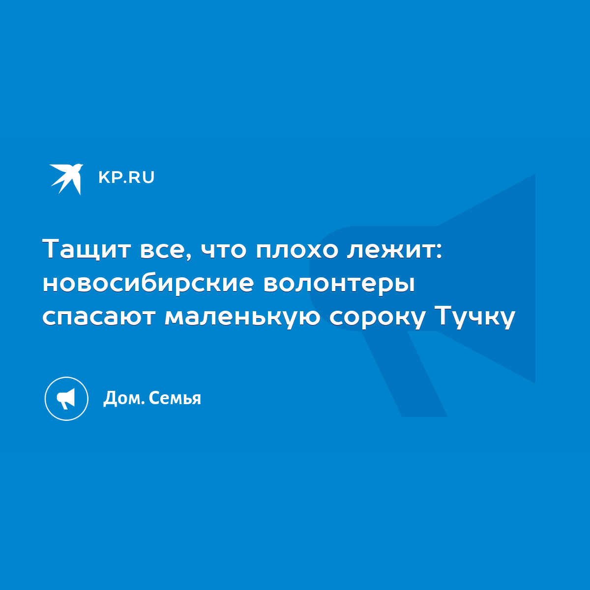 Тащит все, что плохо лежит: новосибирские волонтеры спасают маленькую  сороку Тучку - KP.RU