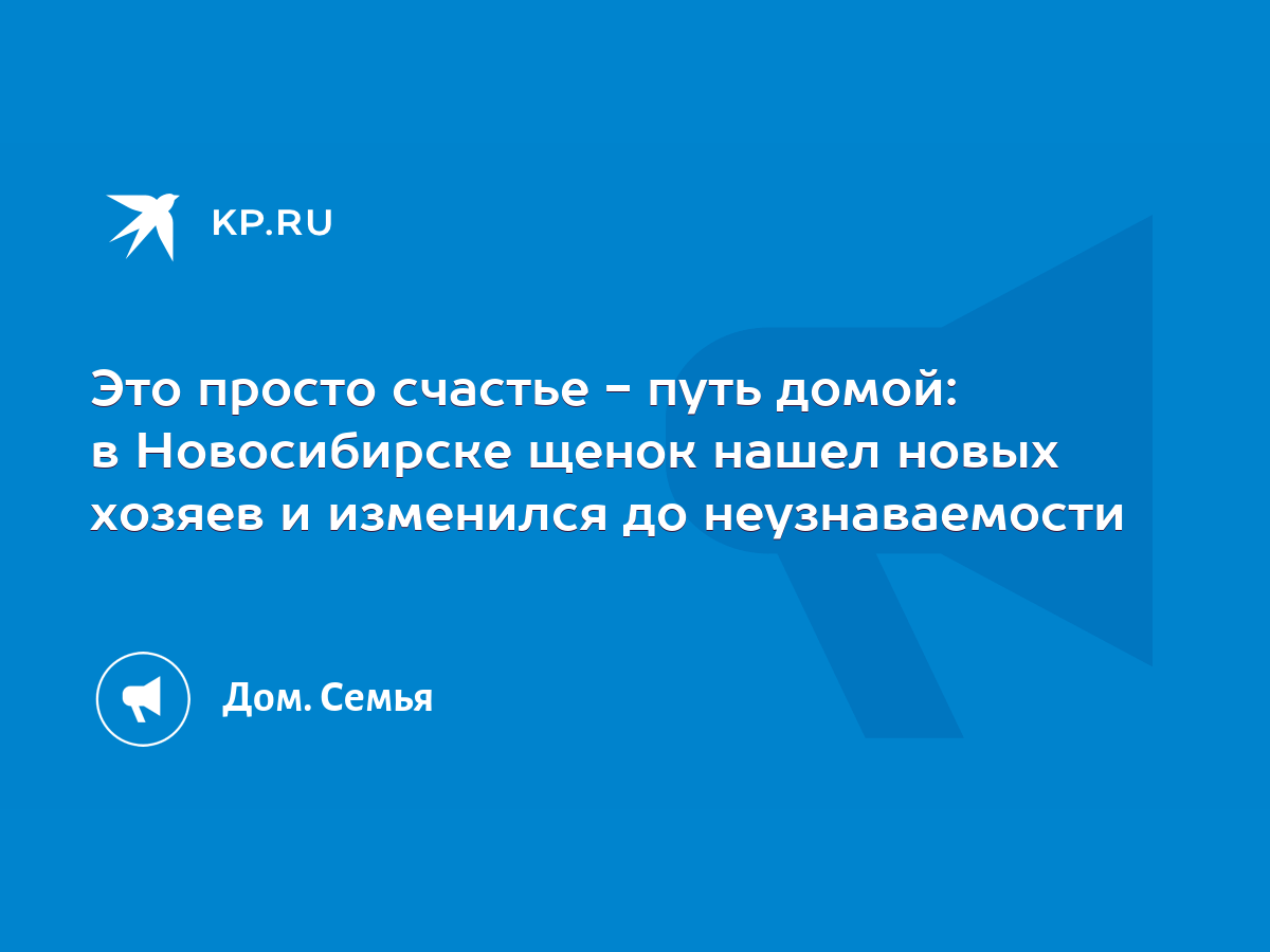 Это просто счастье - путь домой: в Новосибирске щенок нашел новых хозяев и  изменился до неузнаваемости - KP.RU