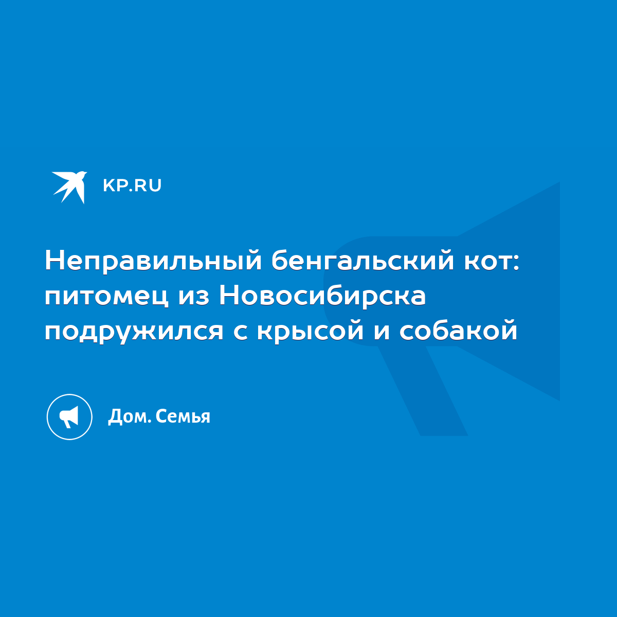 Неправильный бенгальский кот: питомец из Новосибирска подружился с крысой и  собакой - KP.RU