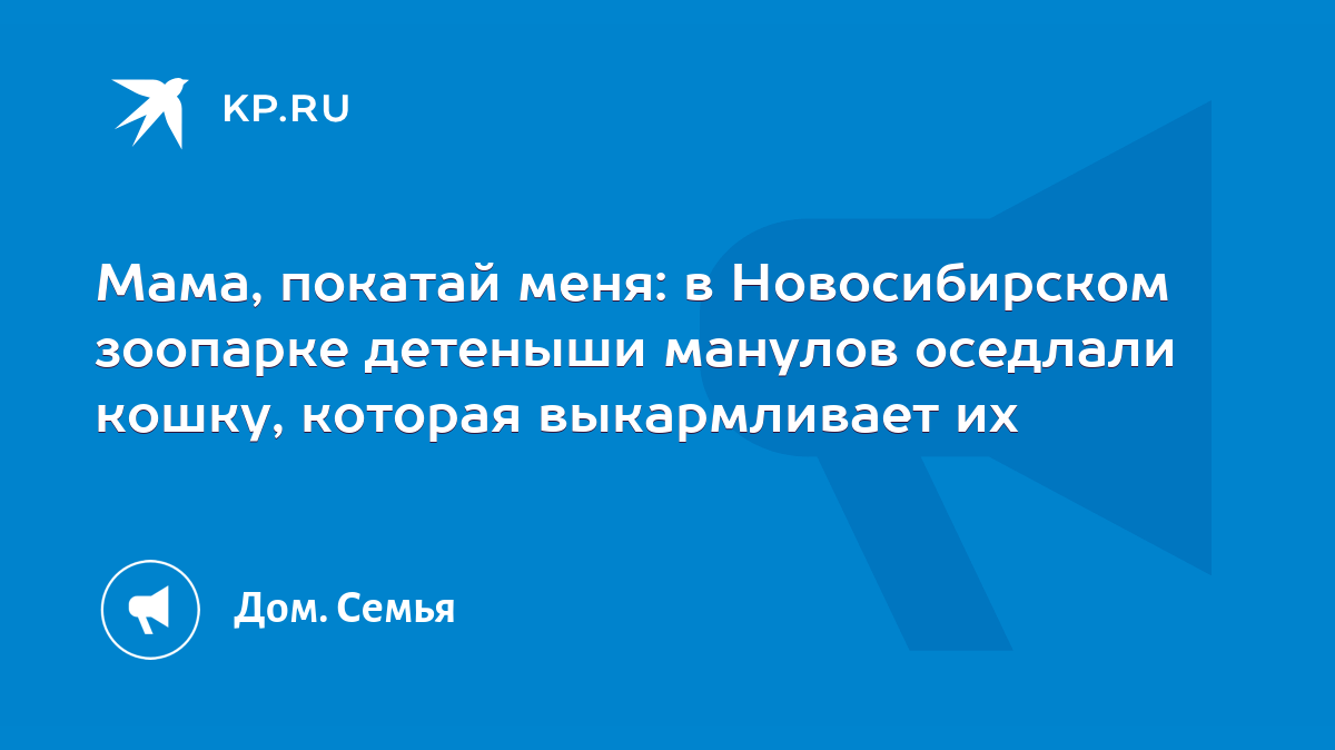 Мама, покатай меня: в Новосибирском зоопарке детеныши манулов оседлали  кошку, которая выкармливает их - KP.RU