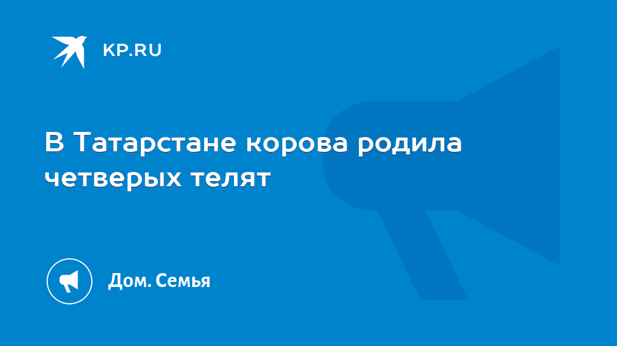 В Татарстане корова родила четверых телят - KP.RU