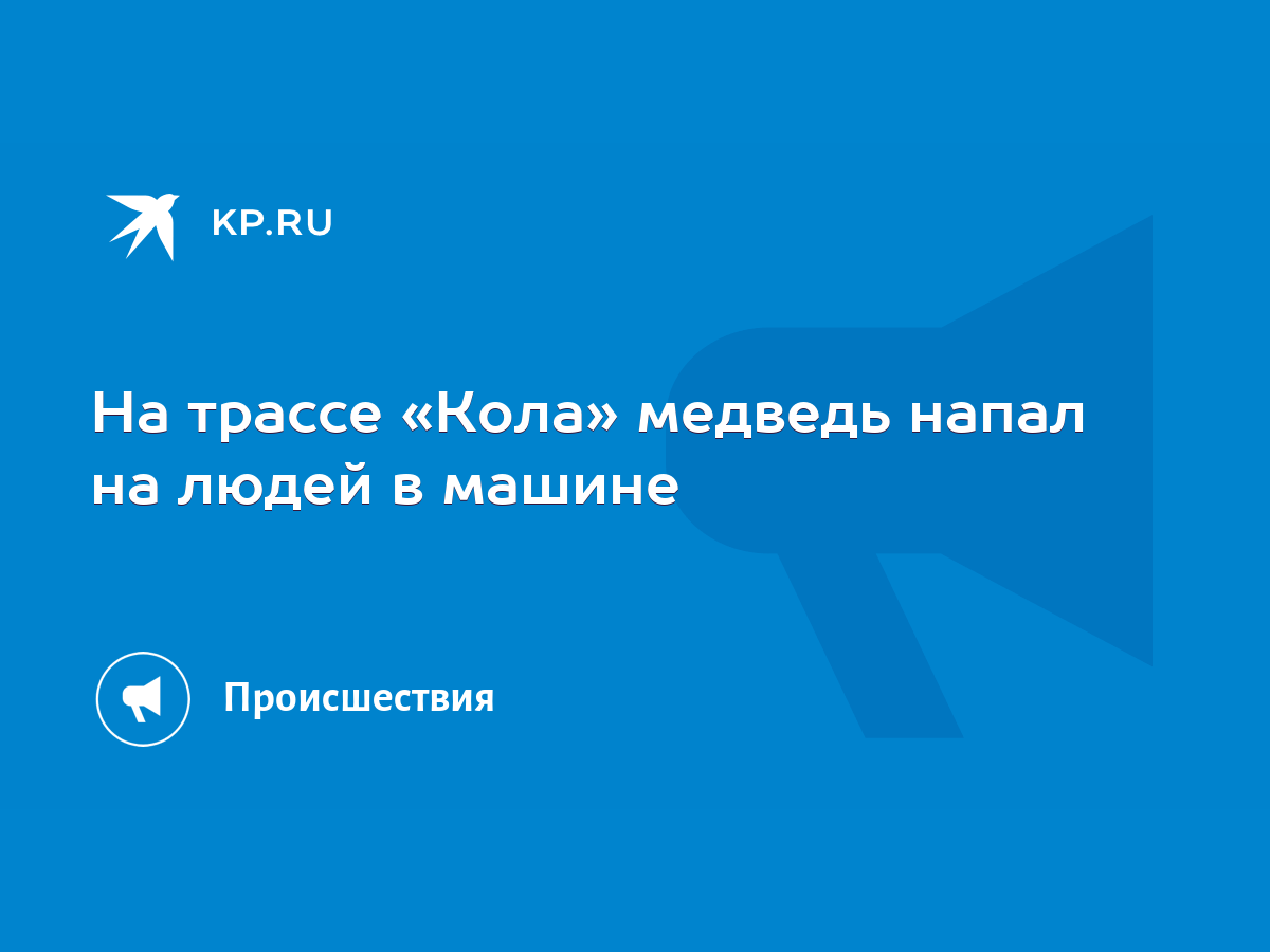 На трассе «Кола» медведь напал на людей в машине - KP.RU