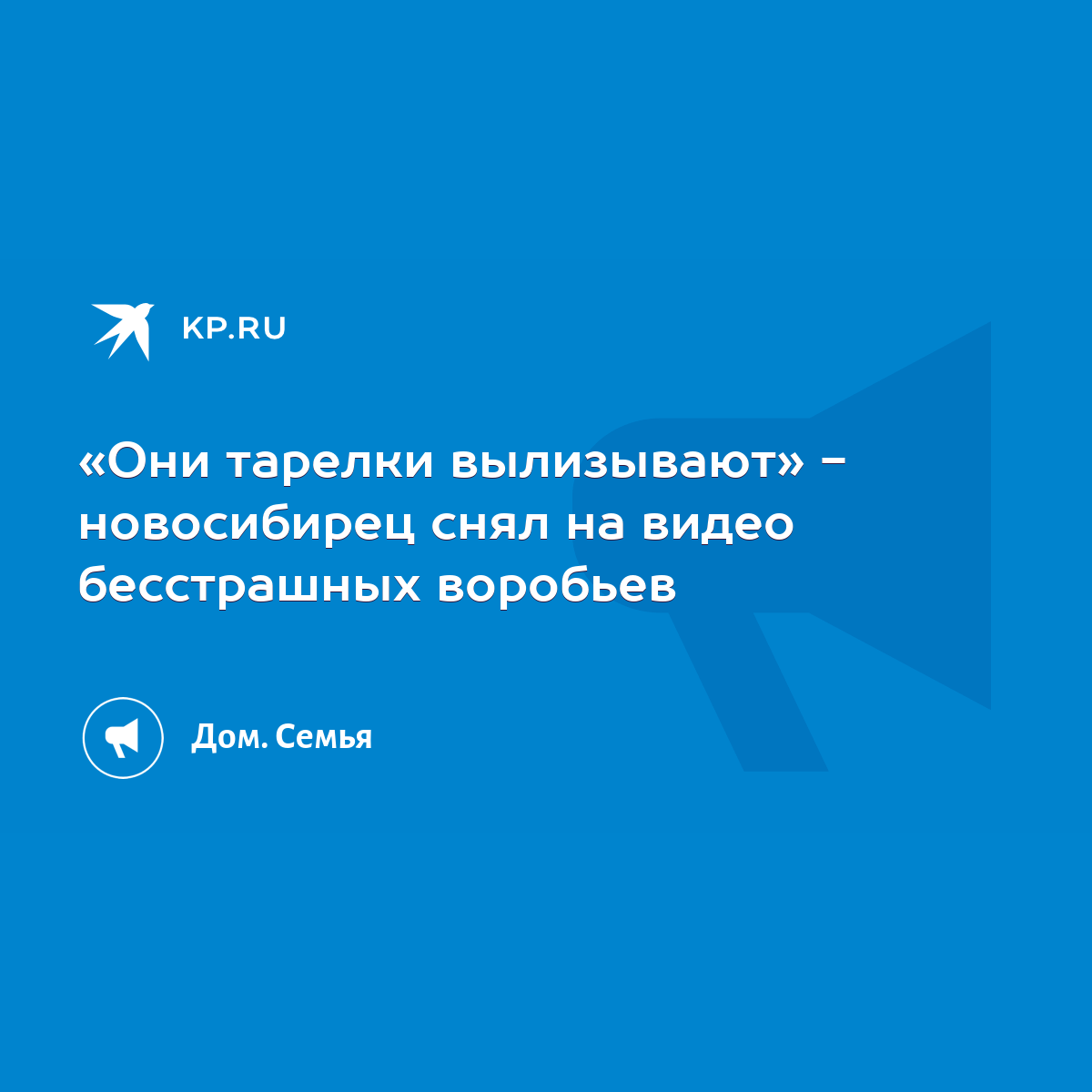 Они тарелки вылизывают» - новосибирец снял на видео бесстрашных воробьев -  KP.RU