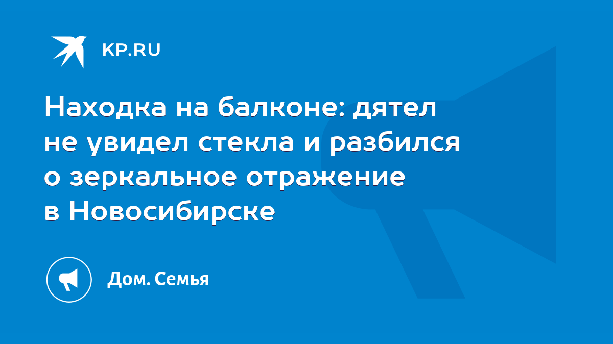 Находка на балконе: дятел не увидел стекла и разбился о зеркальное  отражение - KP.RU