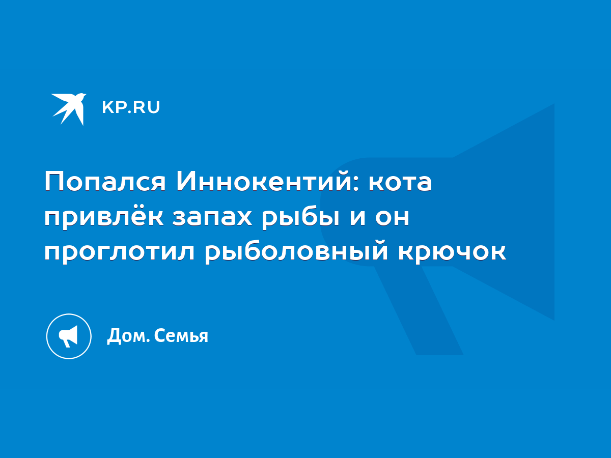 Попался Иннокентий: кота привлёк запах рыбы и он проглотил рыболовный крючок  - KP.RU