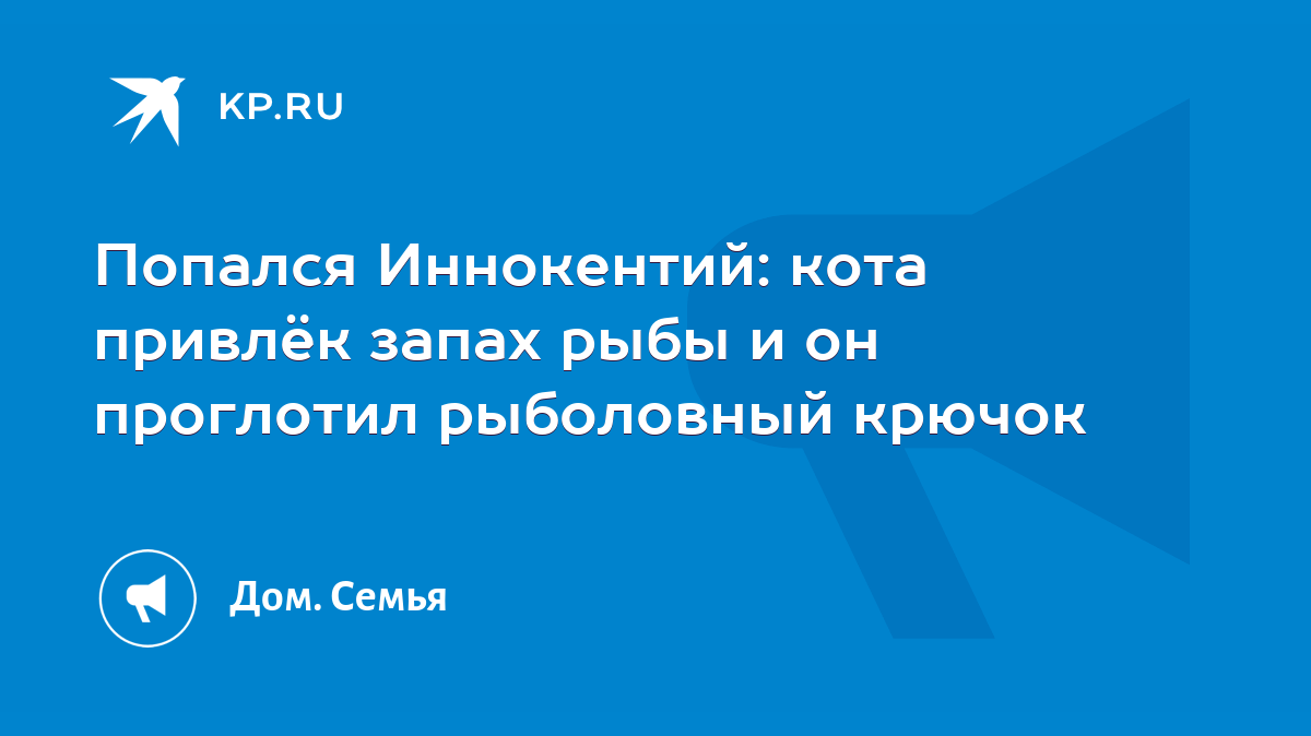 Попался Иннокентий: кота привлёк запах рыбы и он проглотил рыболовный  крючок - KP.RU