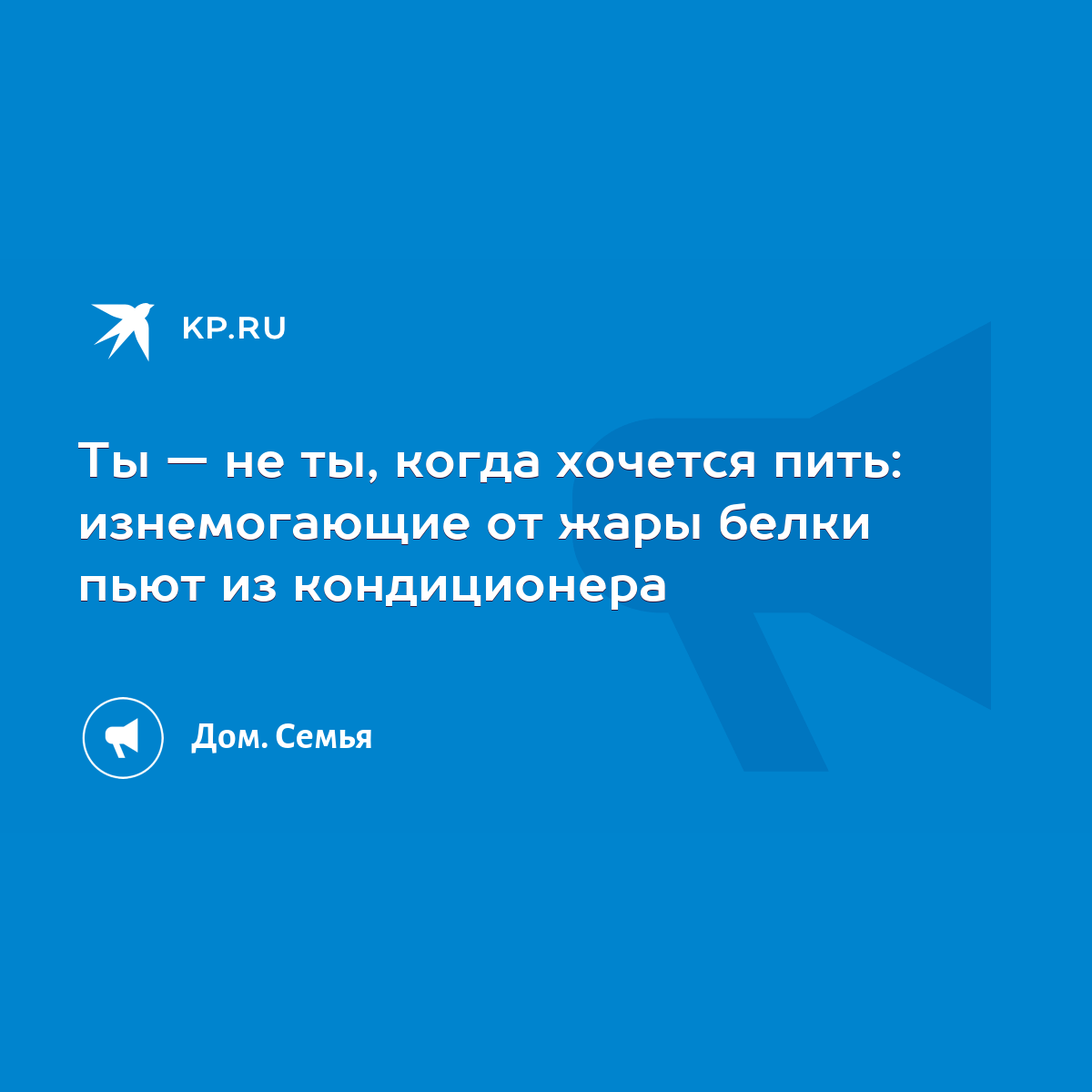 Ты — не ты, когда хочется пить: изнемогающие от жары белки пьют из  кондиционера - KP.RU