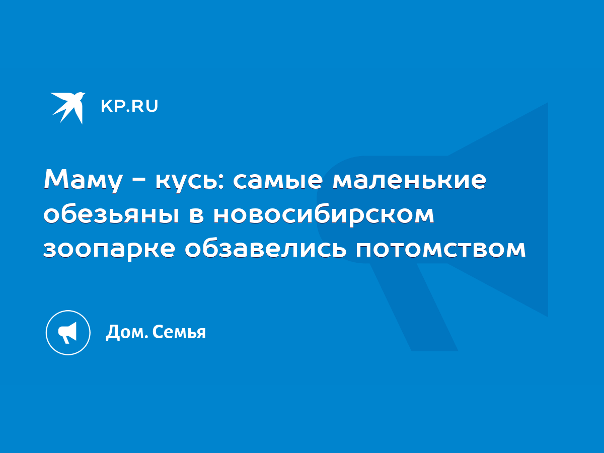 Маму - кусь: самые маленькие обезьяны в новосибирском зоопарке обзавелись  потомством - KP.RU