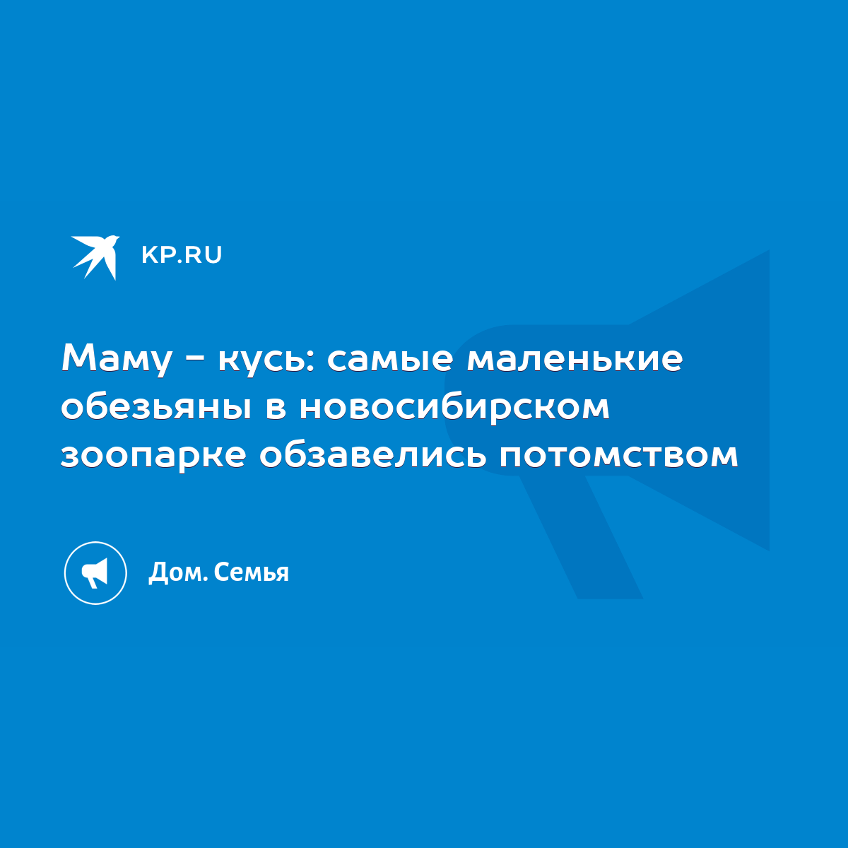 Маму - кусь: самые маленькие обезьяны в новосибирском зоопарке обзавелись  потомством - KP.RU