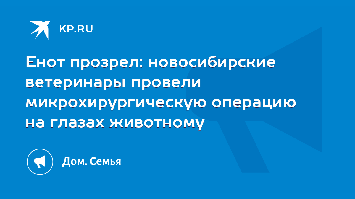 Енот прозрел: новосибирские ветеринары провели микрохирургическую операцию  на глазах животному - KP.RU