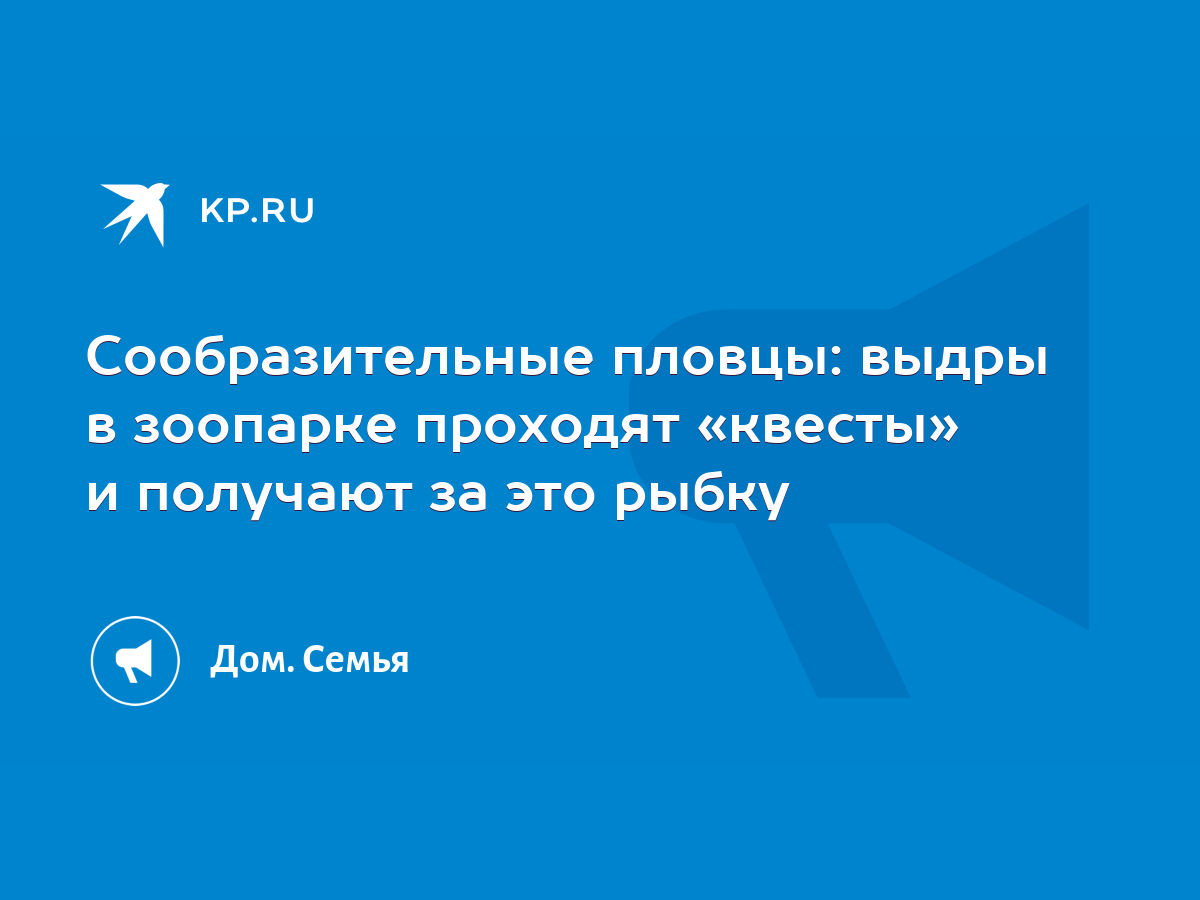 Сообразительные пловцы: выдры в зоопарке проходят «квесты» и получают за  это рыбку - KP.RU