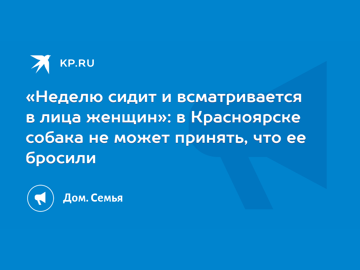 Неделю сидит и всматривается в лица женщин»: в Красноярске собака не может  принять, что ее бросили - KP.RU