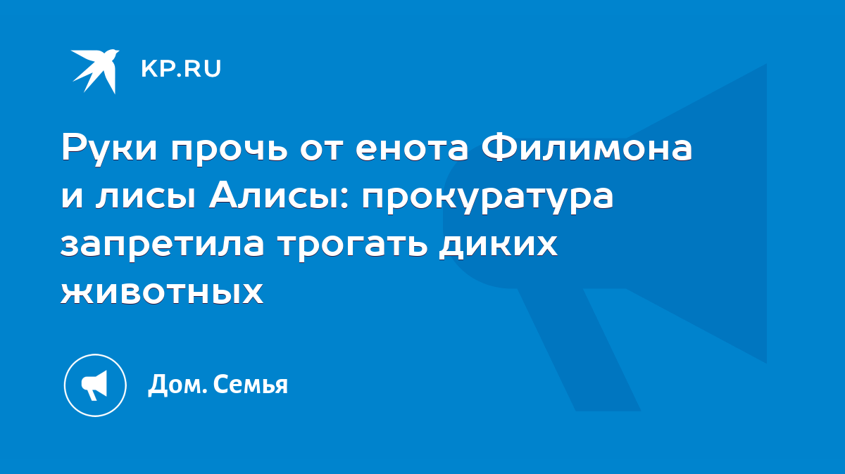 Руки прочь от енота Филимона и лисы Алисы: прокуратура запретила трогать  диких животных - KP.RU