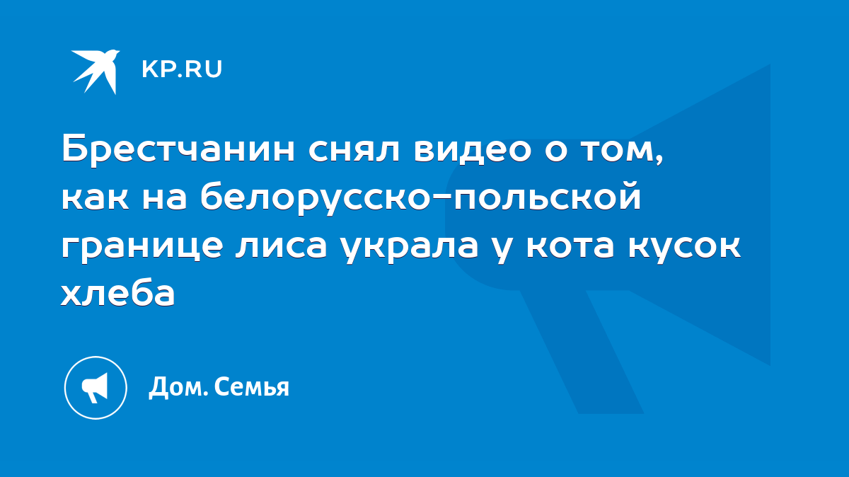 Брестчанин снял видео о том, как на белорусско-польской границе лиса украла  у кота кусок хлеба - KP.RU