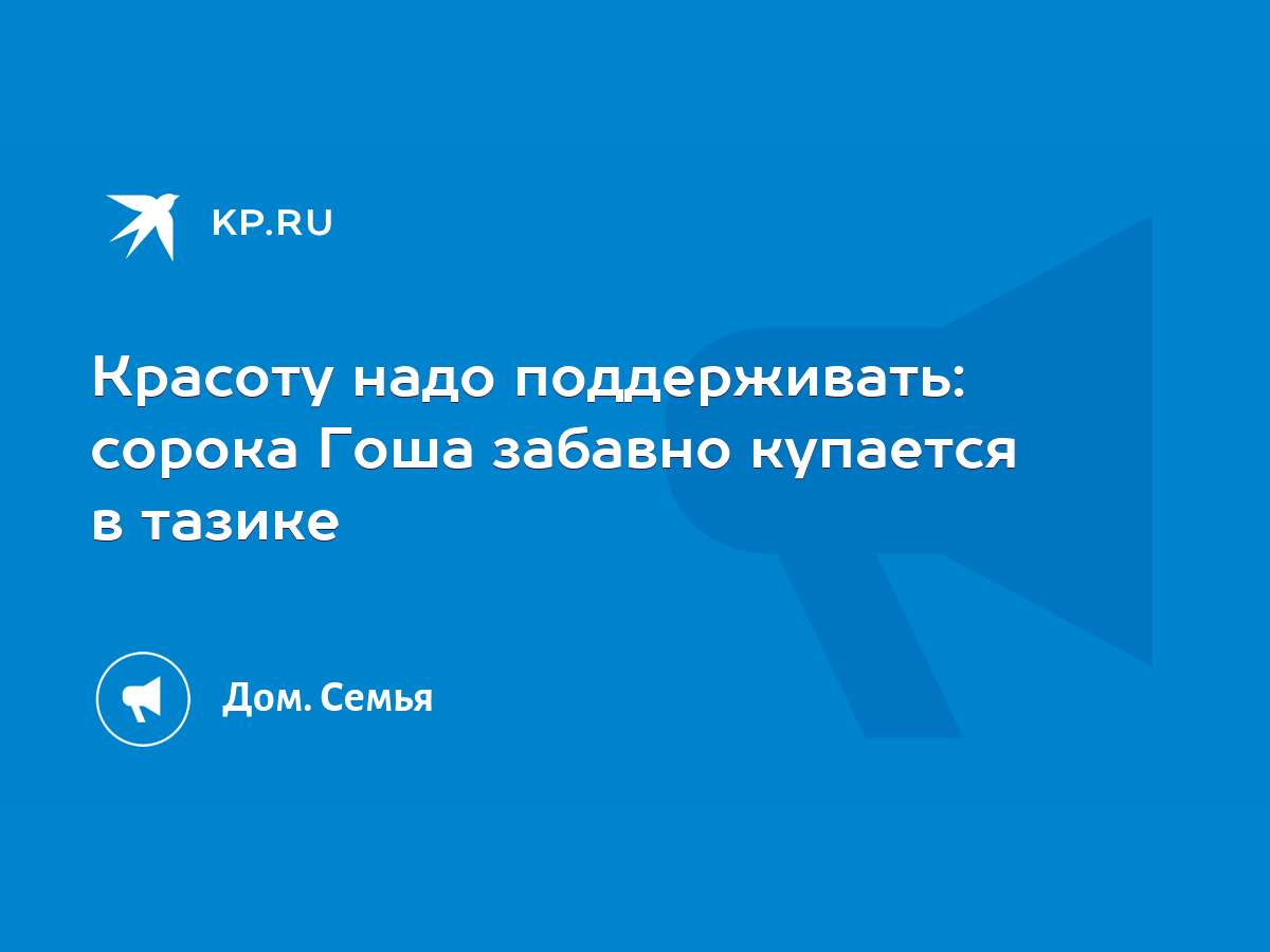 Красоту надо поддерживать: сорока Гоша забавно купается в тазике - KP.RU