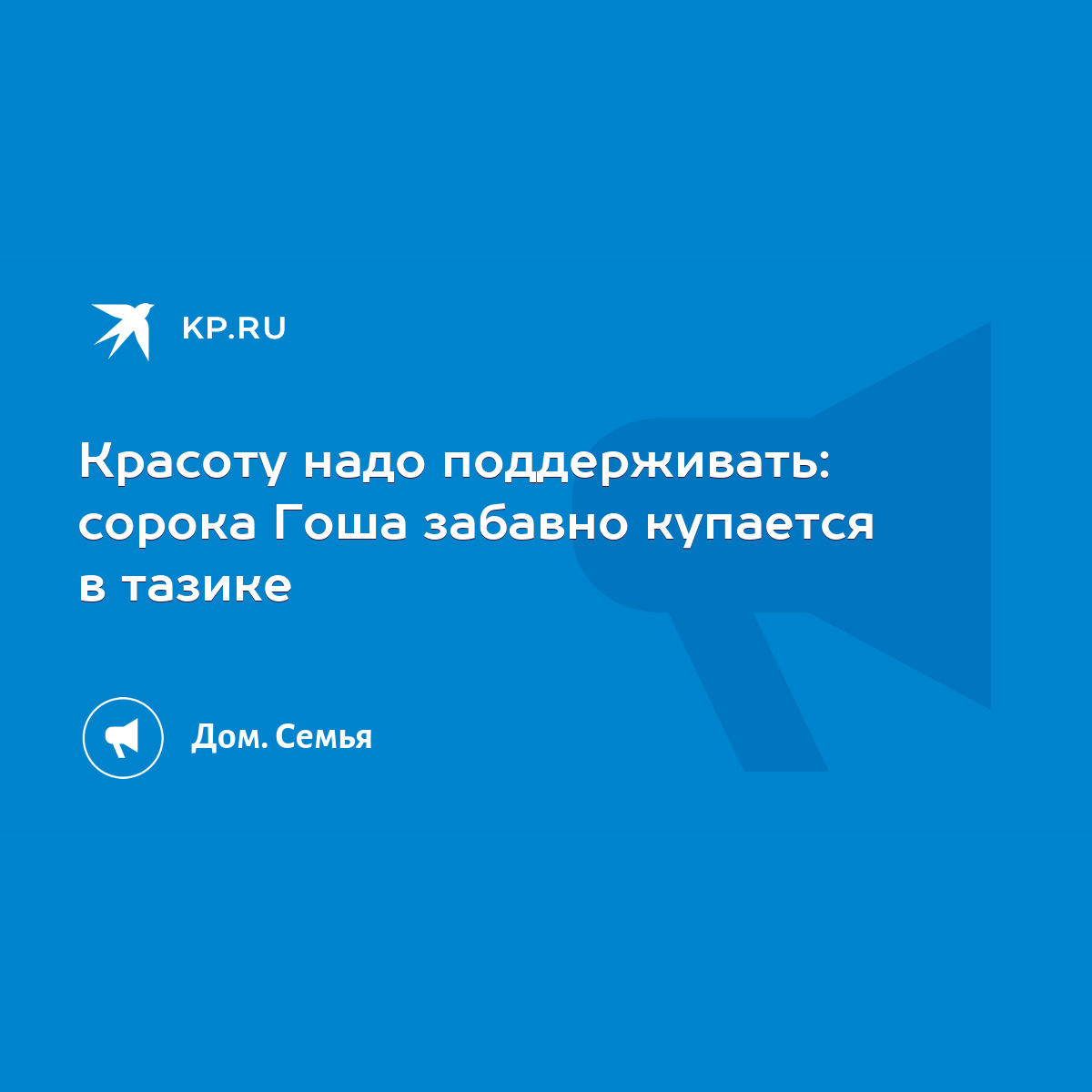 Красоту надо поддерживать: сорока Гоша забавно купается в тазике - KP.RU