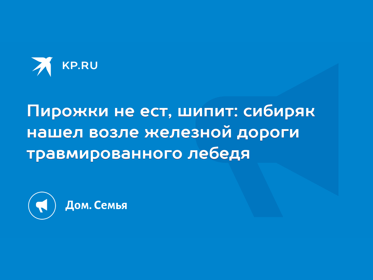 Пирожки не ест, шипит: сибиряк нашел возле железной дороги травмированного  лебедя - KP.RU