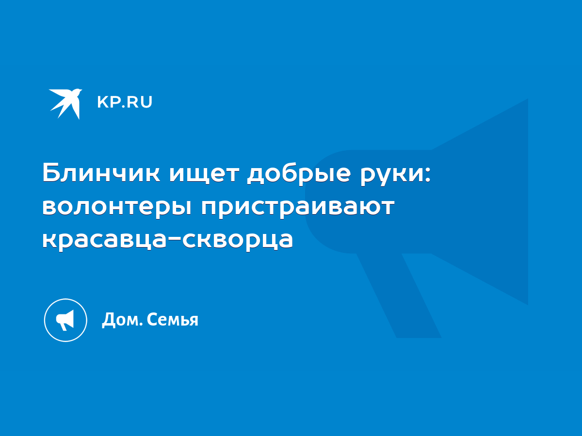 Блинчик ищет добрые руки: волонтеры пристраивают красавца-скворца - KP.RU