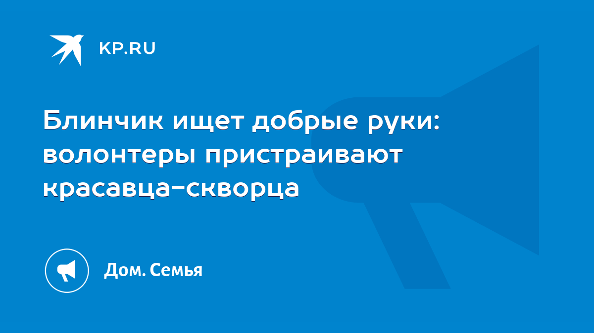 Блинчик ищет добрые руки: волонтеры пристраивают красавца-скворца - KP.RU