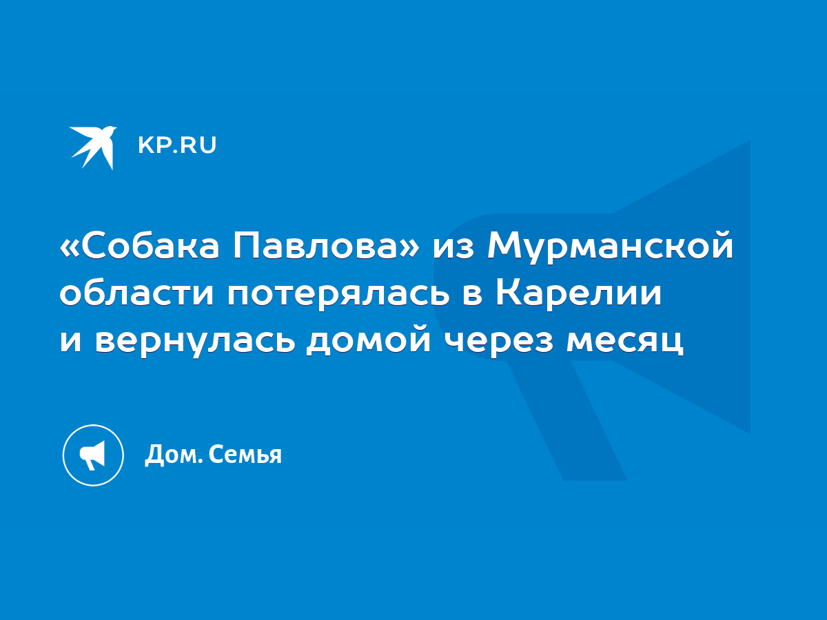 Собака Павлова» из Мурманской области потерялась в Карелии и вернулась  домой через месяц - KP.RU