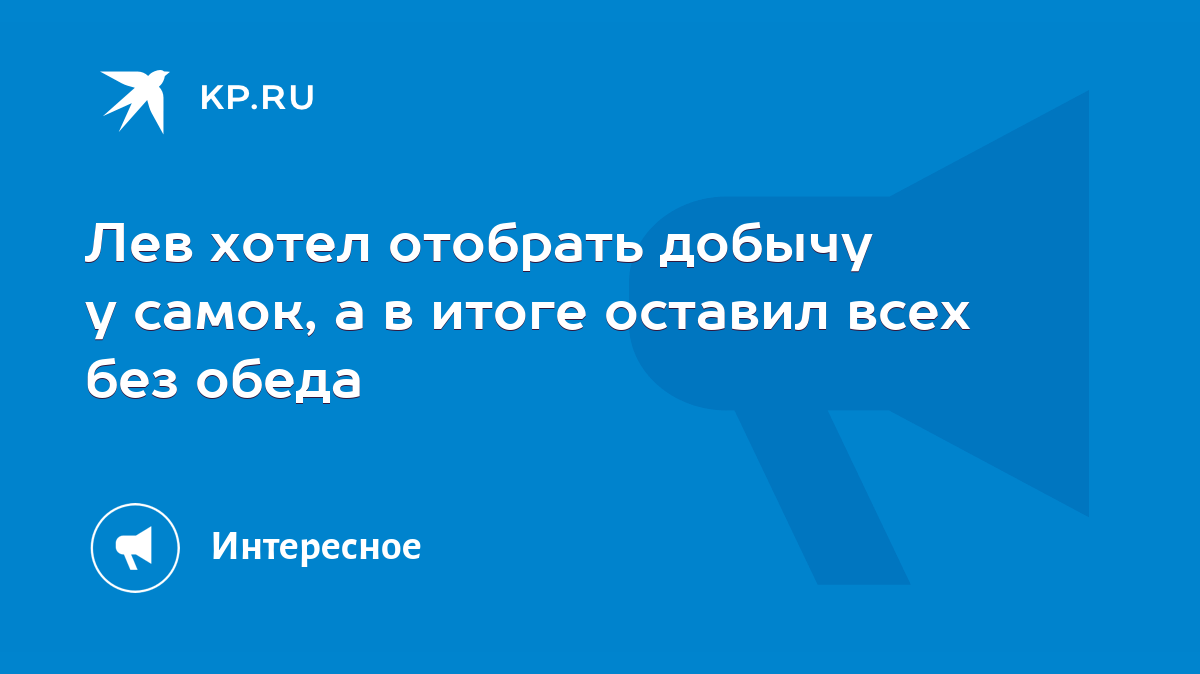 Лев хотел отобрать добычу у самок, а в итоге оставил всех без обеда - KP.RU