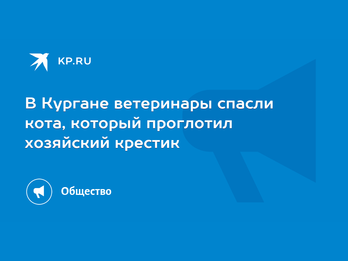 В Кургане ветеринары спасли кота, который проглотил хозяйский крестик -  KP.RU